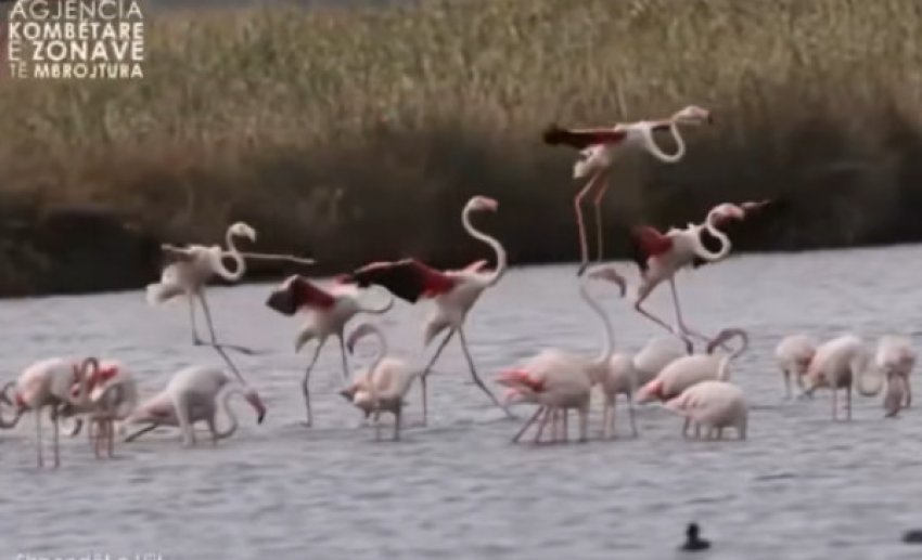 Rama: Vëzhgimi i shpendëve, atraksion turistik gjithnjë e më i dashur 2 rama vezhgimi i shpendeve atraksion turistik gjithnje e me i dashur 68b80c5586ec4