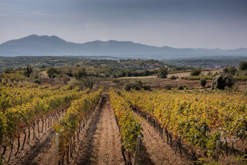 Sfidat në vreshtat e Rahovecit – Fermerët ankohen për mungesë të fuqisë punëtore 3 sfidat ne vreshtat e rahovecit fermeret ankohen per mungese te fuqise punetore 68c5c86014d96