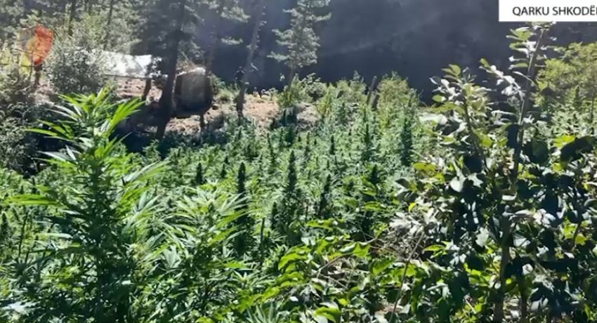 Shkodër/ Zbulohen dhe asgjësohen mbi 8000 rrënjë kanabisi, procedohen penalisht 5 kryetarë fshatrash 2 shkoder zbulohen dhe asgjesohen mbi 8000 rrenje kanabisi procedohen penalisht 5 kryetare fshatrash 68d0fcb640d58