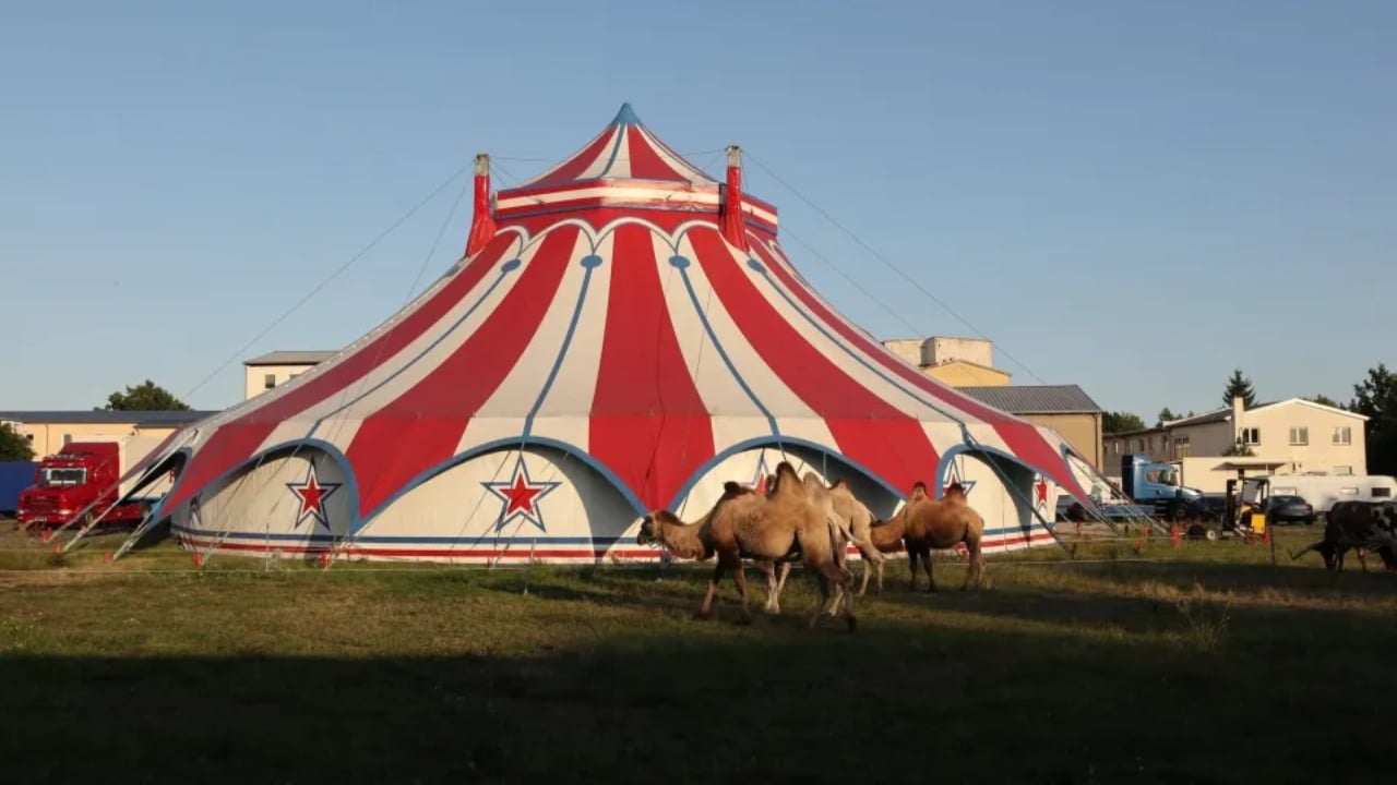 Tronditje në Gjermani, akrobatja bie nga trapezi dhe humb jetën gjatë një shfaqjeje cirku përapara 80 spektatorëve 1 tronditje ne gjermani akrobatja bie nga trapezi dhe humb jeten gjate nje shfaqjeje cirku perapara 80 spektatoreve 68da3a70a5318