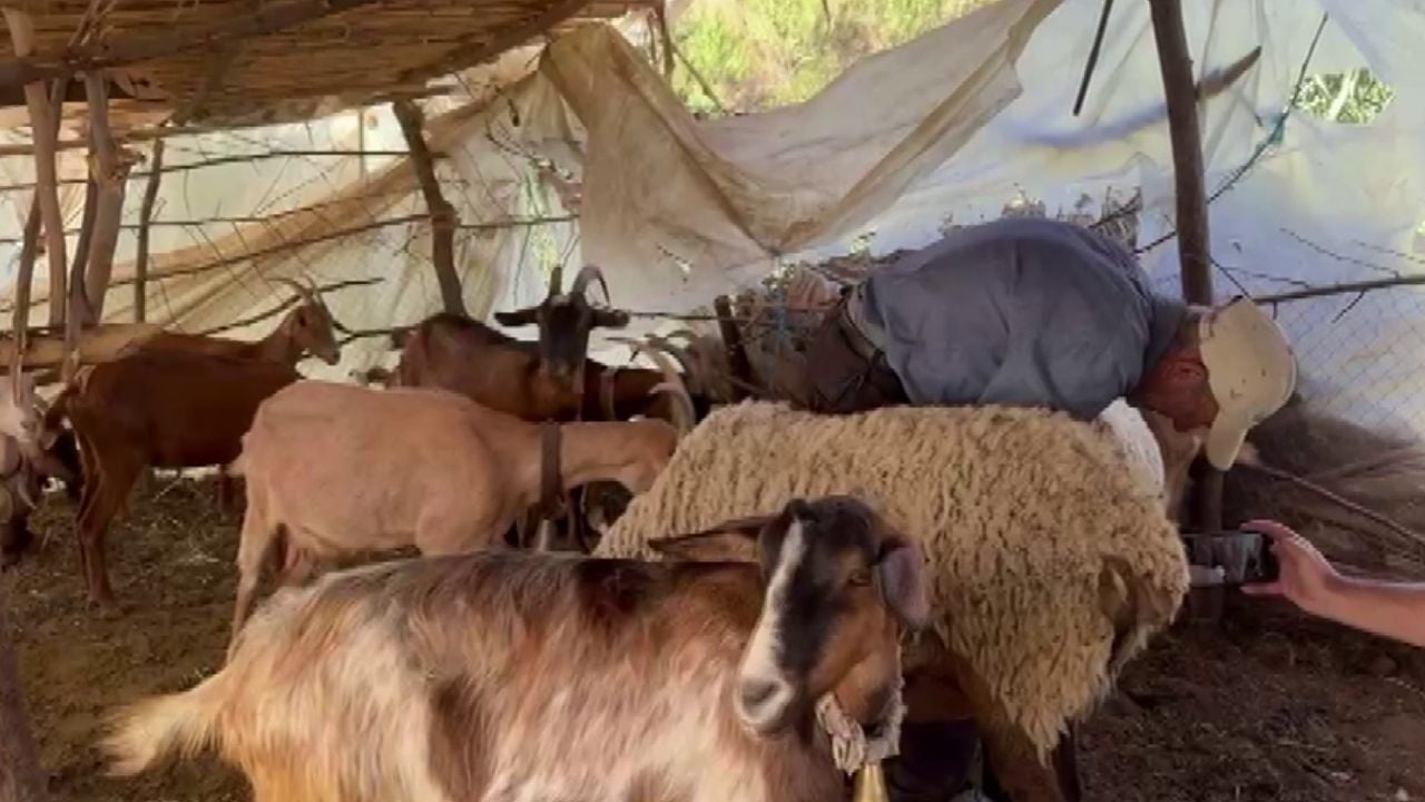 Ujku bën kërdinë në Lushnjë/ Hyn në kope dhe vret më shumë se 40 krerë, pronari: mendova se ishte hajdut 1 ujku ben kerdine ne lushnje hyn ne kope dhe vret me shume se 40 krere pronari mendova se ishte hajdut 68d000a85af18