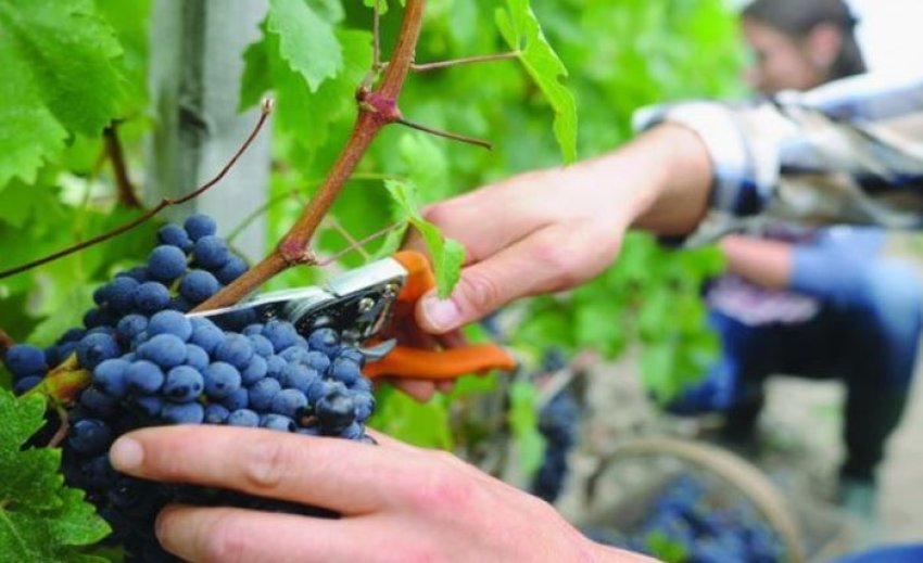 Vreshtarët e Rahovecit ankohen për çmimin e ulët të rrushit të verës 4 vreshtaret e rahovecit ankohen per cmimin e ulet te rrushit te veres 68c719e0aefd8