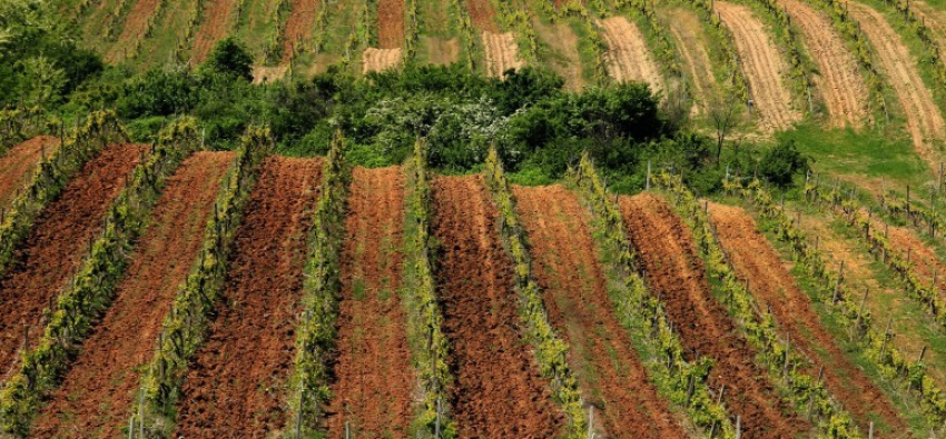 Vreshtarët përballë sfidave të shumta këtë vit 3 vreshtaret perballe sfidave te shumta kete vit 68bc417102ee3