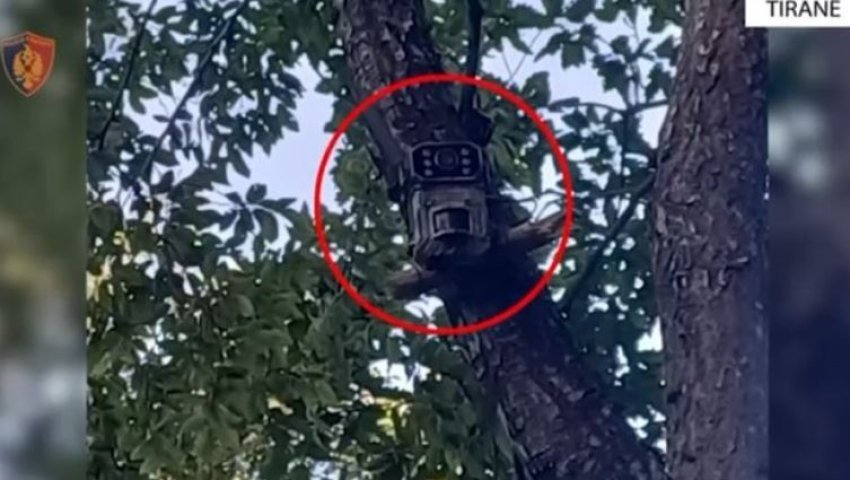 Zbulohen dy parcela me bimë kanabisi në Tiranë, ruheshin me kamera vëzhgimi online 2 zbulohen dy parcela me bime kanabisi ne tirane ruheshin me kamera vezhgimi online 68bb58152d0c1