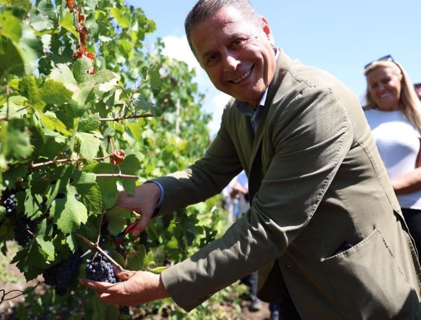 Zyrtarisht në Komunën e Rahovecit ka filluar vjelja e rrushit 2 zyrtarisht ne komunen e rahovecit ka filluar vjelja e rrushit 68bb447011ade