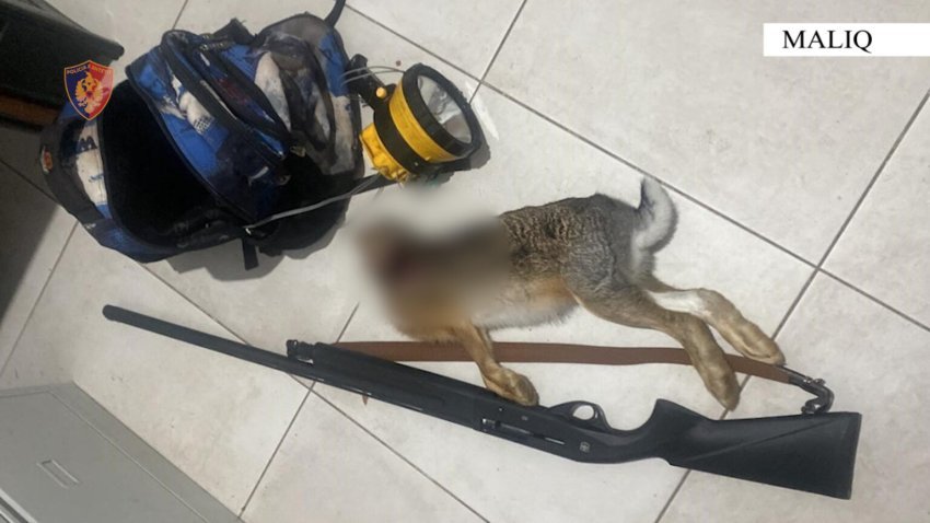 Devoll, Zbulohet një ambient në Bilisht ku kultivohej kanabis, shoqërohen disa persona 2 devoll zbulohet nje ambient ne bilisht ku kultivohej kanabis shoqerohen disa persona 68efdbd4a601d