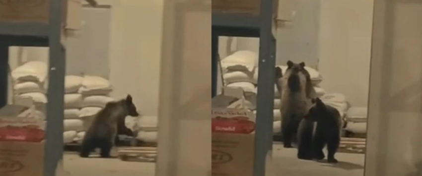 dy arinj futen ne nje depo ushqimore ne dragash pronari i xhiron momentet e pazakonta 68fdd8162e0f9