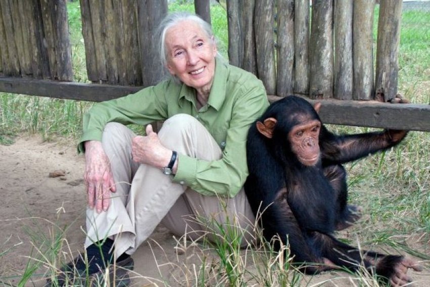 jane goodall studiuesja pionere e shimpanzeve vdes ne moshen 91 vjecare 68dda093e95e6