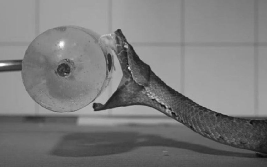 kamerat me teknologji te avancuar zbulojne sekretet e pickimeve te gjarperinjve helmues 68fbf2d52e7f4