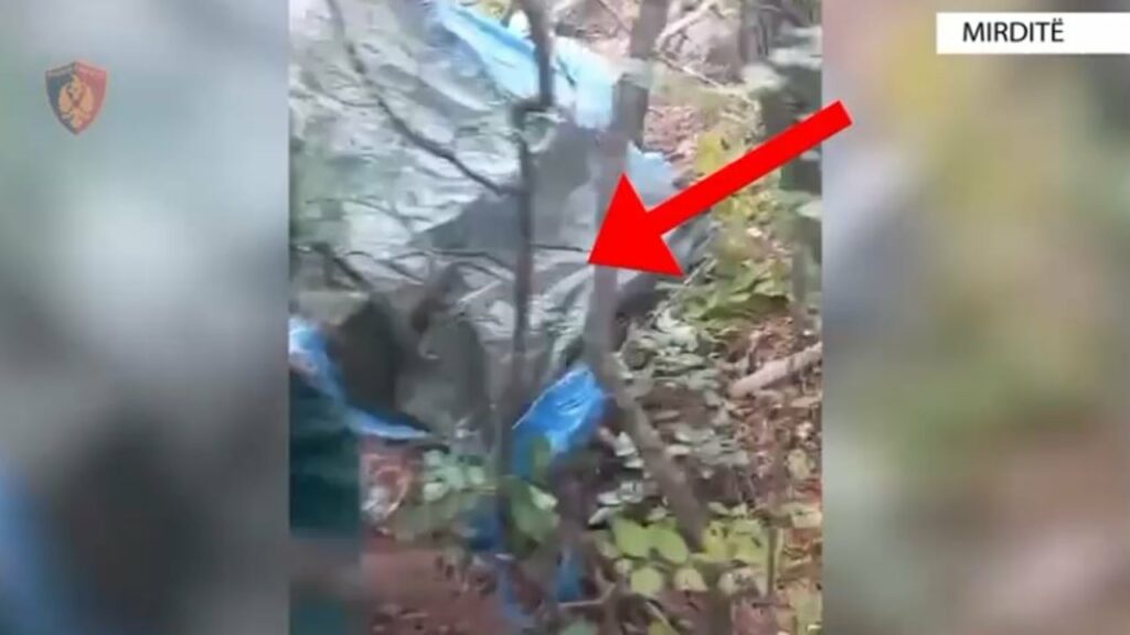 kapet duke u kujdesur per bimet narkotike qe kishte kultivuar pranga 51 vjecarit ne mirdite 68e23d64e9718