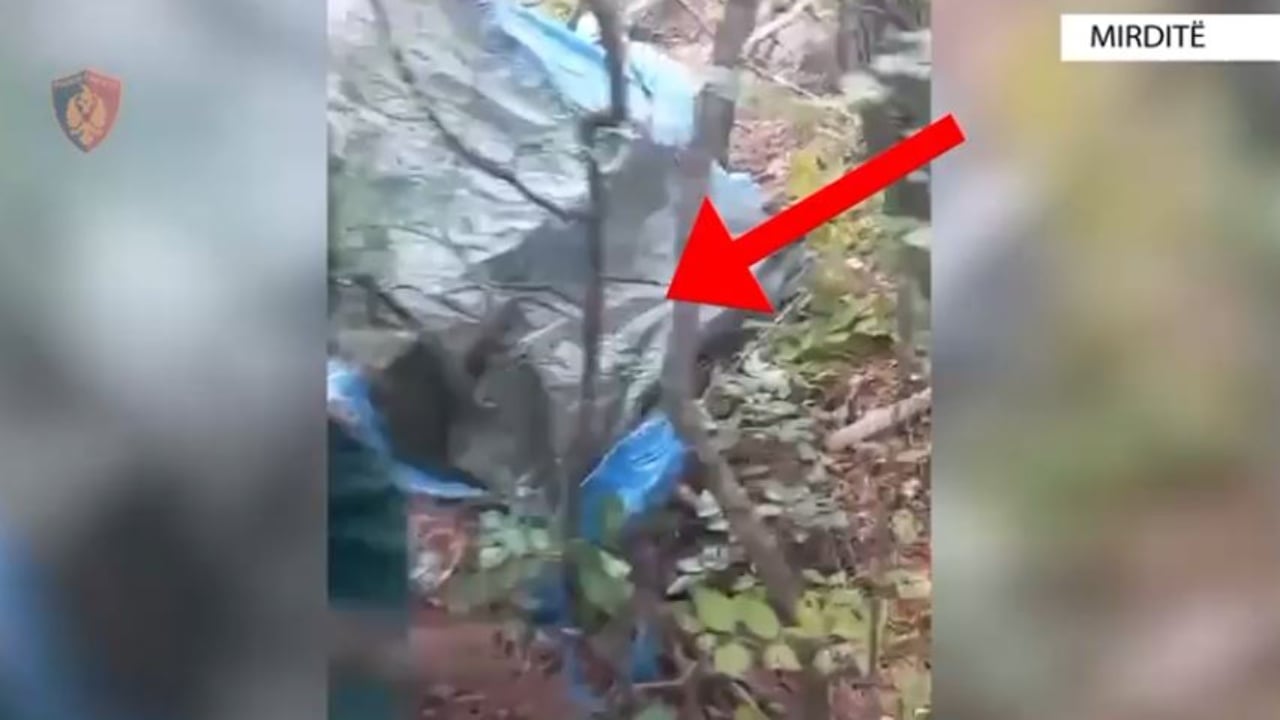 kapet duke u kujdesur per bimet narkotike qe kishte kultivuar pranga 51 vjecarit ne mirdite 68e23d64e9718