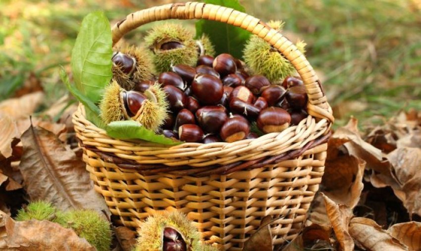 kultivuesit e geshtenjteve rendimentet e sivjetme jane me te mira 68fe80d97992b