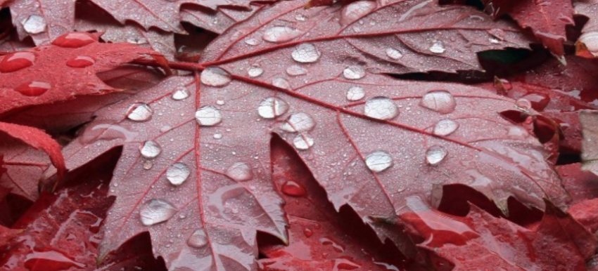 moti i vranet dhe me reshje shiu 68e4af74adcbc