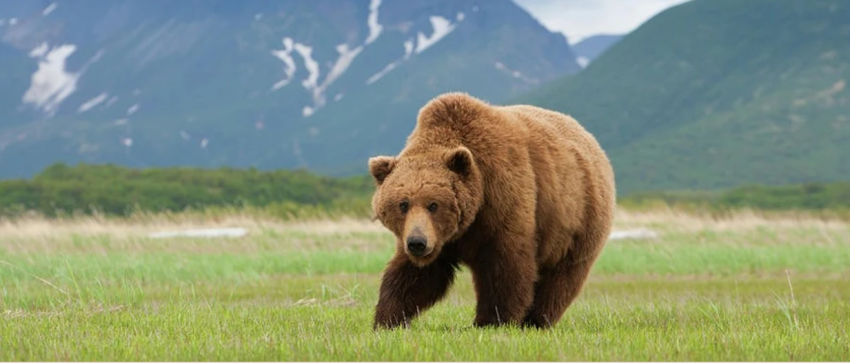 Numër rekord sulmesh nga arinjtë në Japoni, një i vrarë e disa të lënduar vetëm dje 2 numer rekord sulmesh nga arinjte ne japoni nje i vrare e disa te lenduar vetem dje 68fd287674c55