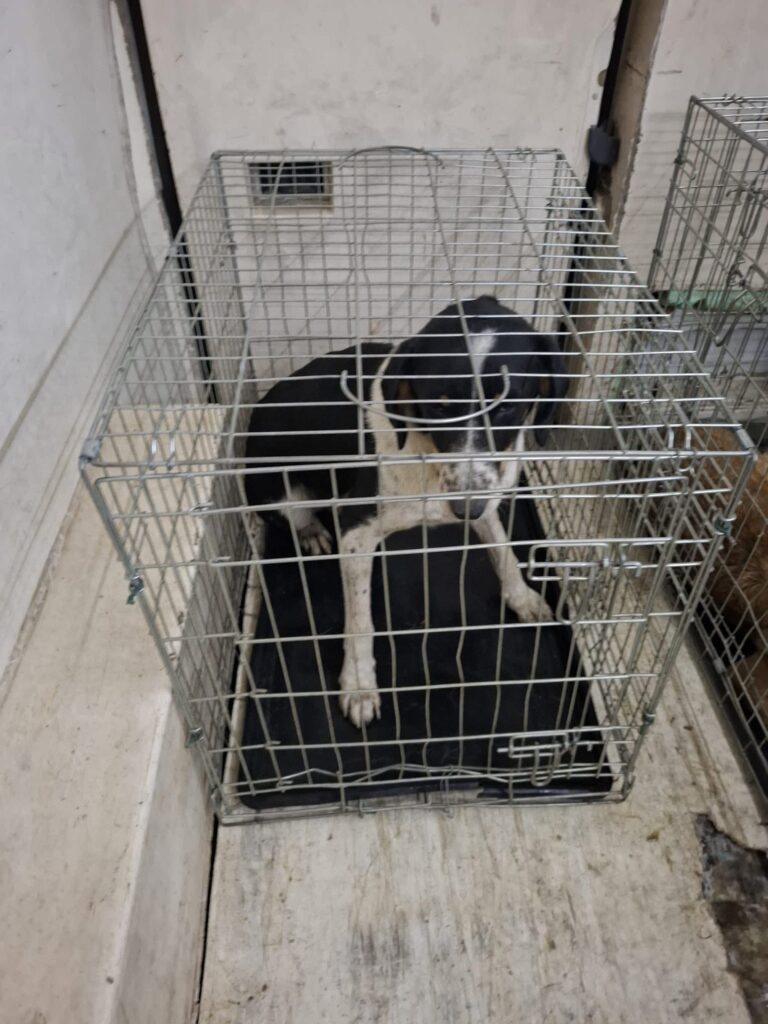 Qentë nga Shkupi po sillen në Tetovë?, Drejtori i NPK-së ngre alarmin: Po luhet lojë e rrezikshme kundër qytetit tonë! 3 qente nga shkupi po sillen ne tetove drejtori i npk se ngre alarmin po luhet loje e rrezikshme kunder qytetit tone 68e5472d7a23c