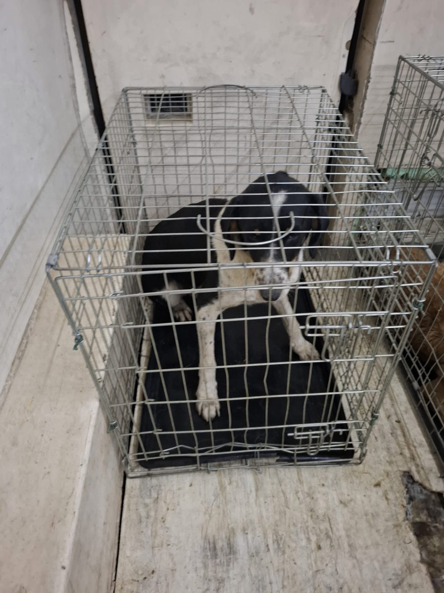 Qentë nga Shkupi po sillen në Tetovë?, Drejtori i NPK-së ngre alarmin: Po luhet lojë e rrezikshme kundër qytetit tonë! 1 qente nga shkupi po sillen ne tetove drejtori i npk se ngre alarmin po luhet loje e rrezikshme kunder qytetit tone 68e5472d7a23c