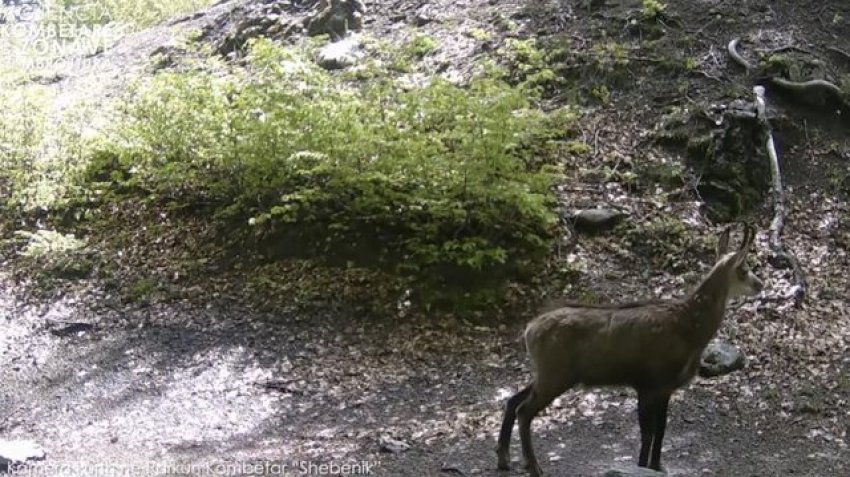 Rama e nis ditën me kafshët në Parkun e Shebenikut: Thesar i çmuar i zonave tona të mbrojtura 2 rama e nis diten me kafshet ne parkun e shebenikut thesar i cmuar i zonave tona te mbrojtura 68e2203685571