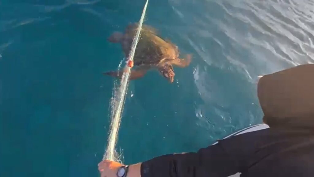 rrezik per gjallesat e detit aktivistet shpetojne breshken detare te ngecur ne rrjeta 68f14a8b16d09