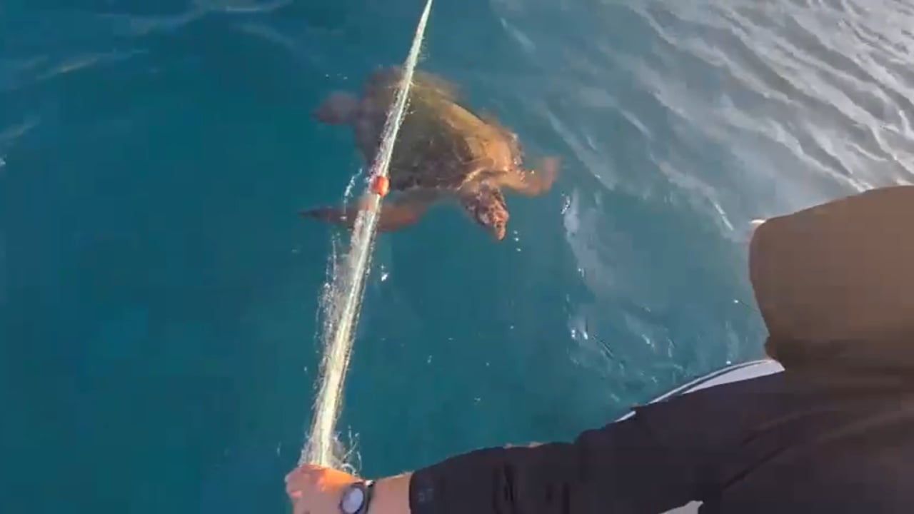 rrezik per gjallesat e detit aktivistet shpetojne breshken detare te ngecur ne rrjeta 68f14a8b16d09