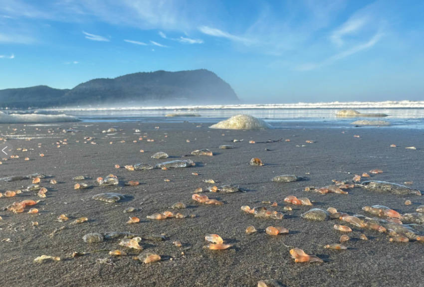 shfaqje e rralle natyrore mijera kastravece deti pushtojne bregun 68ffcb75d3c8e