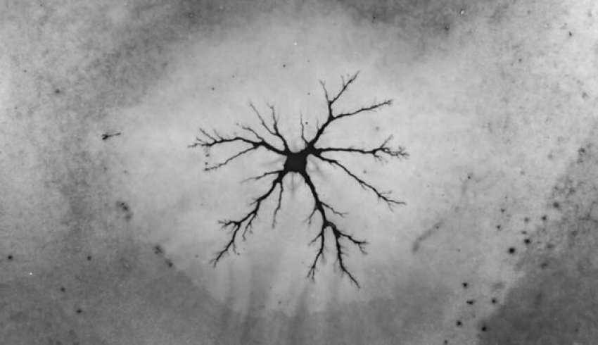 shkencetaret zbulojne nje forme te panjohur jete nen akullin e arktikut 6903bfade902b