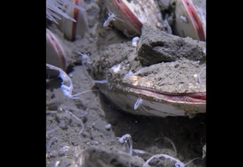 shkencetaret zbulojne oqean toksik brenda nje oqeani qe nuk duhet te ekzistoje 68ed562e6aa6d