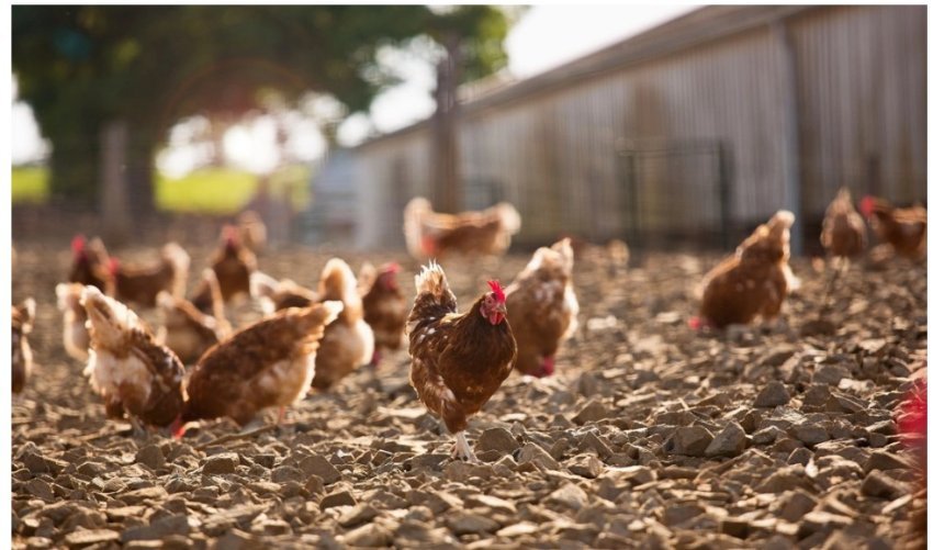 shperthime te gripit te shpendeve u zbuluan ne holande belgjike dhe sllovaki 68f9dcb5f0cc6