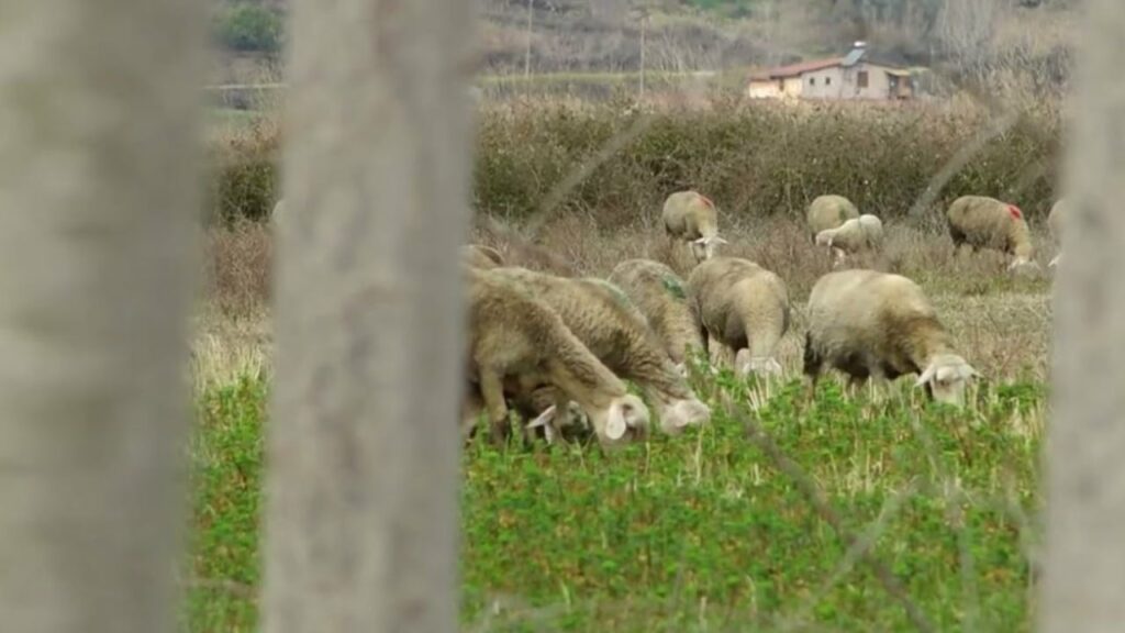 EMRAT/ Prokuroria zbulon skemën korruptive të AZHBR në Korçë, si u merrnin nga 500 mijë lekë inspektorët fermerëve për t’i kualifikuar në subvencione 2 emrat prokuroria zbulon skemen korruptive te azhbr ne korce si u merrnin nga 500 mije leke inspektoret fermereve per ti kualifikuar ne subvencione 69298a834d9be