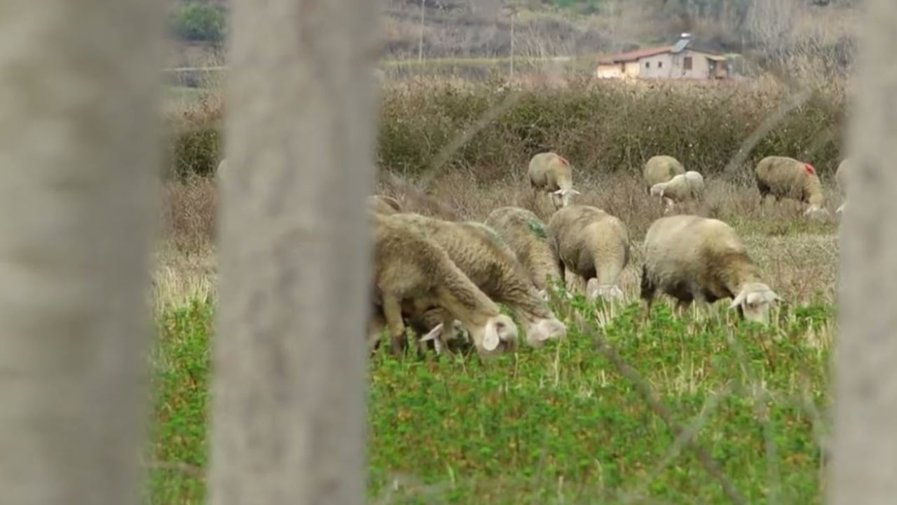 emrat prokuroria zbulon skemen korruptive te azhbr ne korce si u merrnin nga 500 mije leke inspektoret fermereve per ti kualifikuar ne subvencione 69298a834d9be