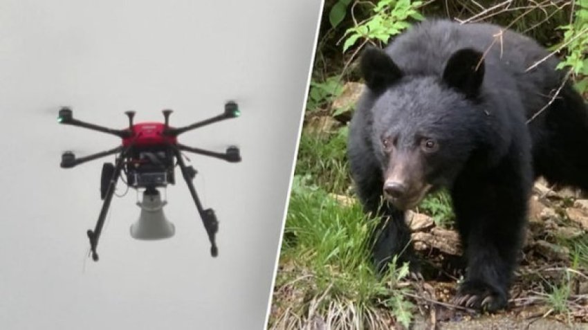 Japonia përdor dronë e fishekzjarrë për të larguar arinjtë nga zonat e banuara 3 japonia perdor drone e fishekzjarre per te larguar arinjte nga zonat e banuara 691e1df5b1ee0