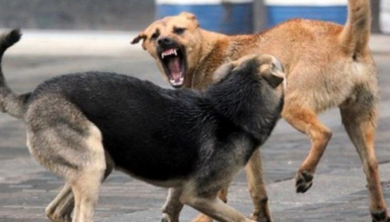 kater persona do te ndiqen penalisht per organizim te perleshjeve me qen 690f0634a849b