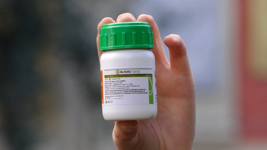 mandarinat me helm aku hesht analizat konfirmojne se sasia e shitur ne tirane ishte kancerogjene 690a55f541b38