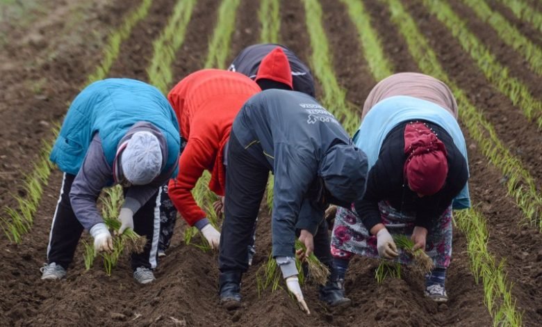 mbeshtetje financiare per bujqesine hapet thirrja per pagesa direkte shtese 691d86b88e807