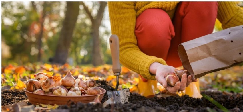 mbilleni tani kete lule te mrekullueshme ne pranvere kopshti juaj do te rrezatoje ngjyra e jete 69130d54234b9