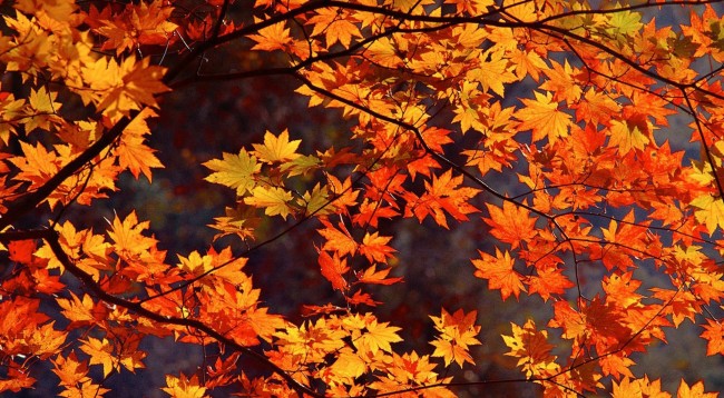 moti me vranesira dhe diell 690afd520118d