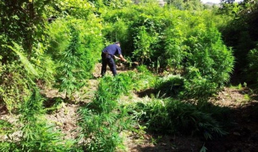 ngriti plantacion hashashi me mbi 10 mije bime narkotike ne kir arrestohet pas dy vitesh 33 vjecari 690dbdd601f2e
