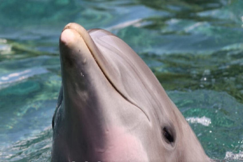 Nis fushata për shpëtimin e delfinit të paftuar në Venecia 2 nis fushata per shpetimin e delfinit te paftuar ne venecia 690e6813199bf