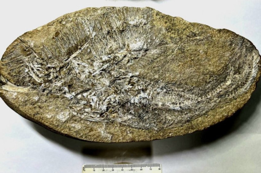 nje specie e re pterosauri zbulohet 691e39ce6ab7d