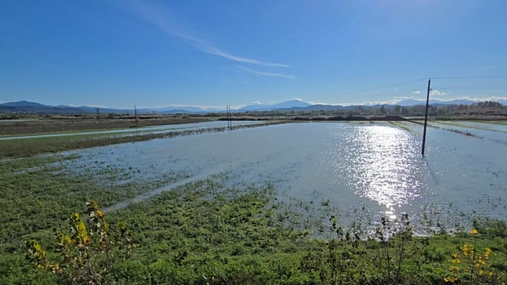 Pasojat e motit të keq në Fier, 80 ha tokë bujqësore ende nën ujë, banorët kërkojnë ndërhyrjen e bashkisë 3 pasojat e motit te keq ne fier 80 ha toke bujqesore ende nen uje banoret kerkojne nderhyrjen e bashkise 692460a5b787e