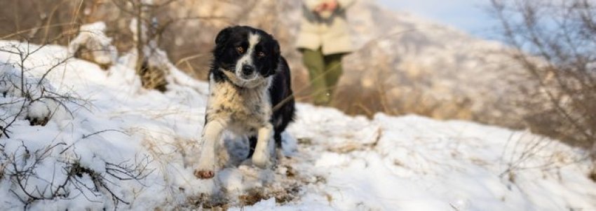 keni organizuar pushime me qenin tuaj ja cfare duhet te dini para se ta merrni me vete 69333df5cb2d7