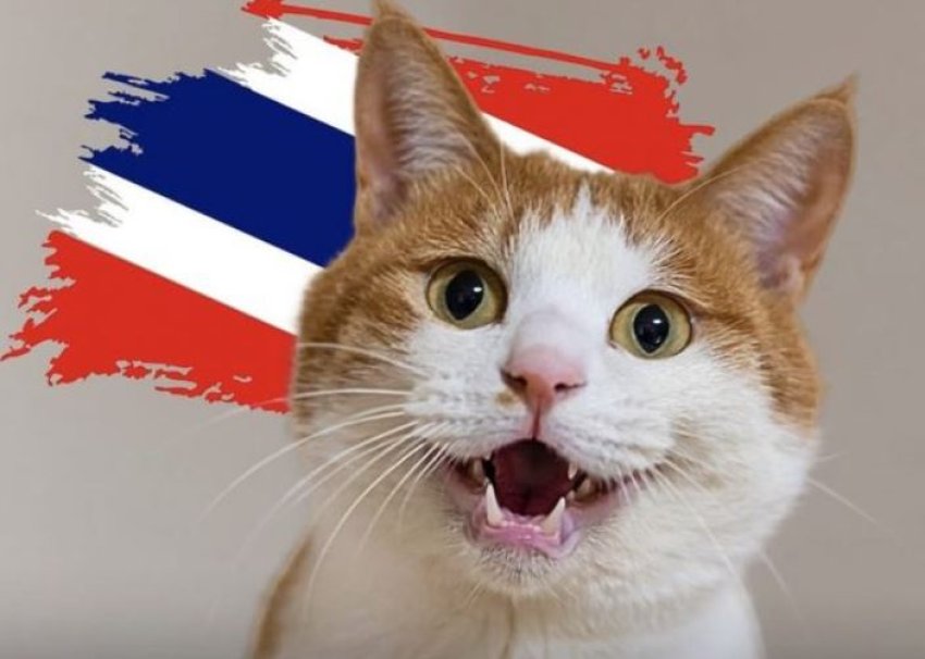 Macet shpallen zyrtarisht simbole kombëtare në Tajlandë 2 macet shpallen zyrtarisht simbole kombetare ne tajlande 6941b6abb79b1