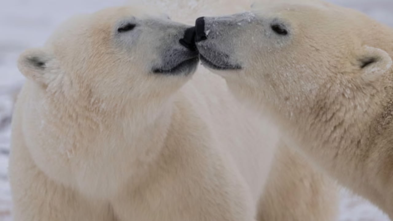 Ngrohja globale po kërcënon mbijetesën e kafshëve, studimi: ADN-ja e arinjve polarë po ndryshon për tu përshtatur me temperaturat e larta 1 ngrohja globale po kercenon mbijetesen e kafsheve studimi adn ja e arinjve polare po ndryshon per tu pershtatur me temperaturat e larta 693f4d6652c93