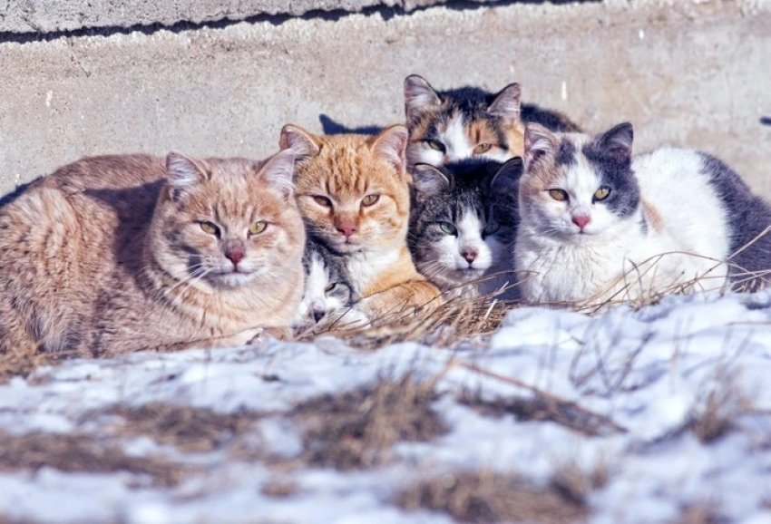 qimet mashtrojne pse as qente dhe macet me te mbuluara nuk jane te sigurt nga i ftohti dhe ngricat 694831be597b2