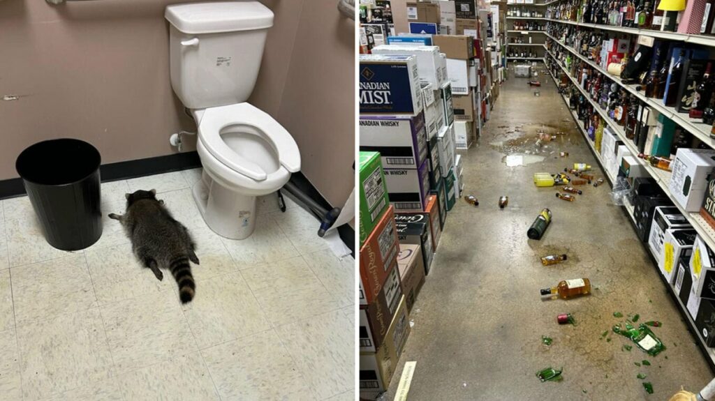 rakuni hyn ne nje punishte vere ne virxhinia dehet dhe humb ndjenjat ne banjo shihni fotot 69305c668883f