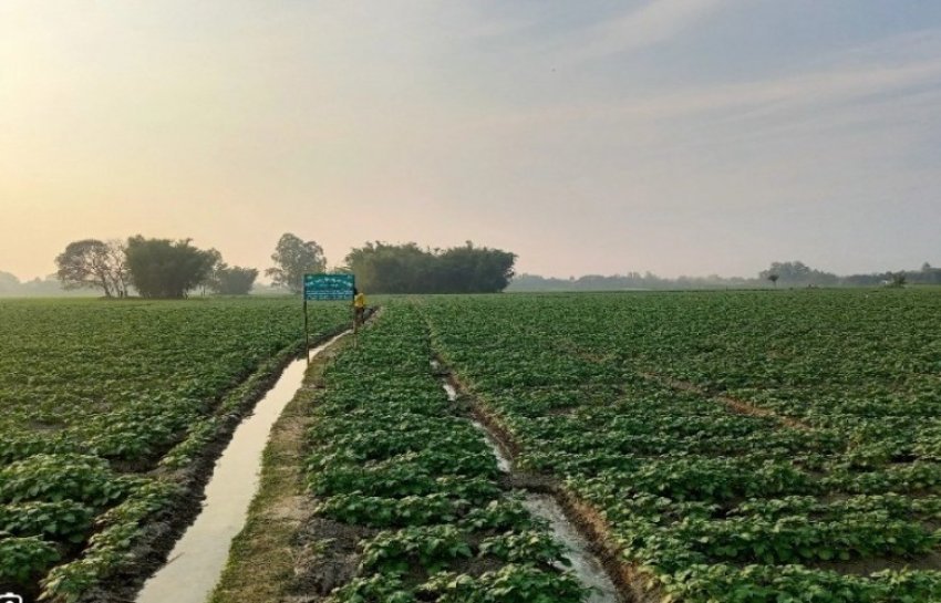 Rendimenti më i lartë nis nga fara cilësore 2 rendimenti me i larte nis nga fara cilesore 6937da1066403