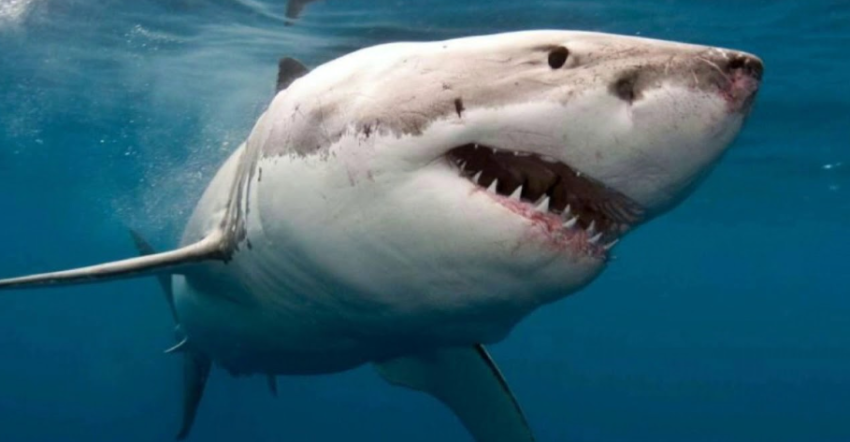 rrezikohet peshkaqeni i mesdheut peshkimi i paligjshem alarm per peshkaqenin e bardhe te madh 6953f334167e5