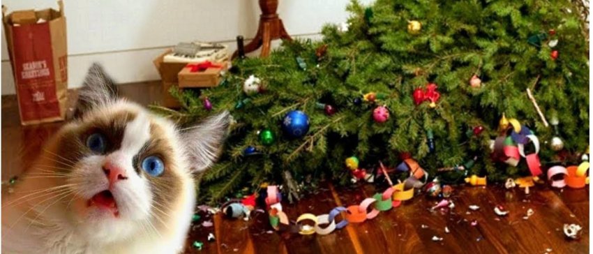 si ta shpetoni bredhin e vitit te ri nga macja 2 truke te thjeshta qe funksionojne vertet 694cf33214d05