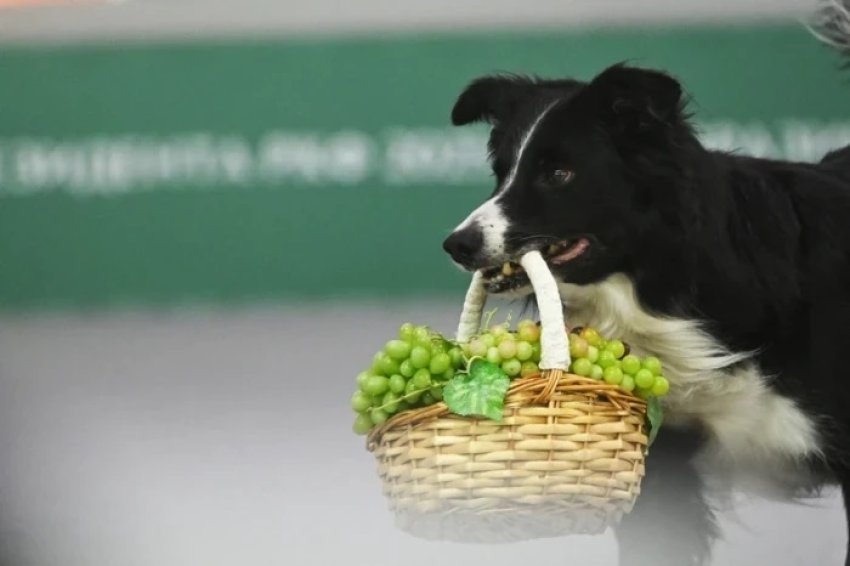 tri tipare qe vetem qente me inteligjente i kane dhe qe i dallojne nga te gjitha racat 693334e141d07