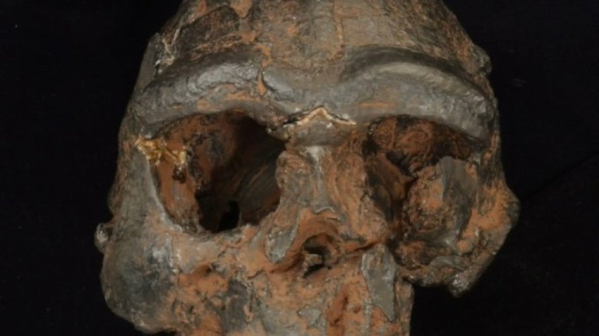 zgjidhet njeri nder misteret e medha te evolucionit njerezor 694ee52f19b39