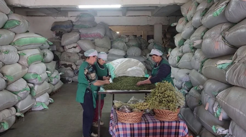 Zjarri dëmtoi burimin e jetesës, në zonën e Delvinës shumë familje merren me mbledhjen e bimëve medicinale 4 zjarri demtoi burimin e jeteses ne zonen e delvines shume familje merren me mbledhjen e bimeve medicinale 693d4ff68e166